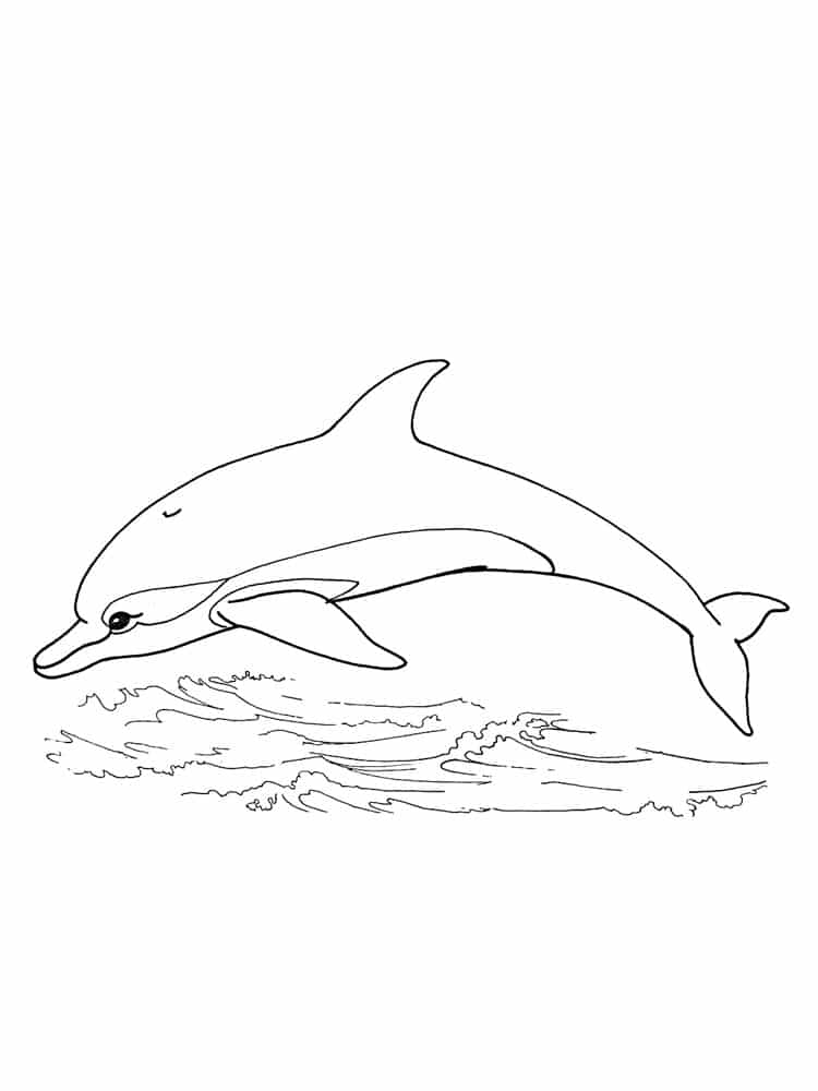 Dolphin in the sea