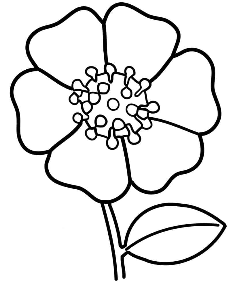 Drawing of a simple anemone flower