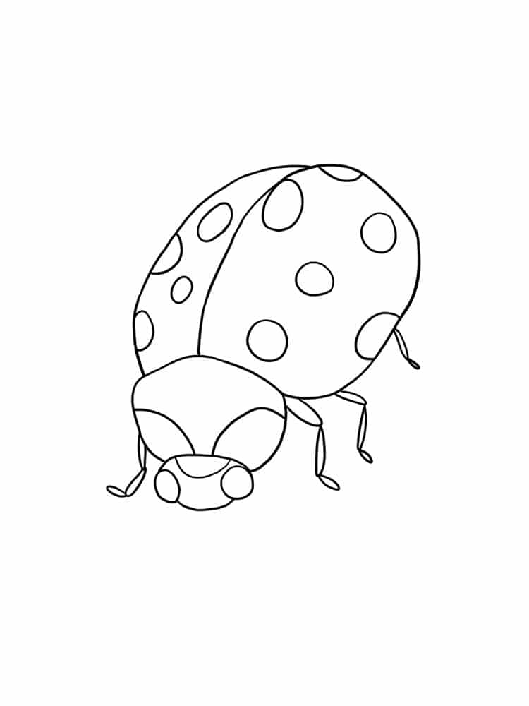 Ladybug searching for food