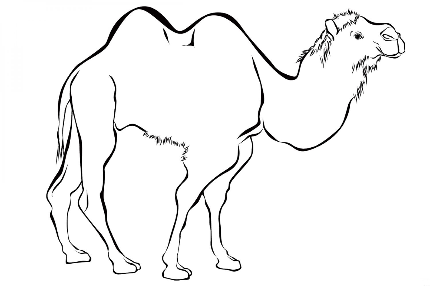 How to draw a Camel - in easy steps for children, kids, beginners - YouTube