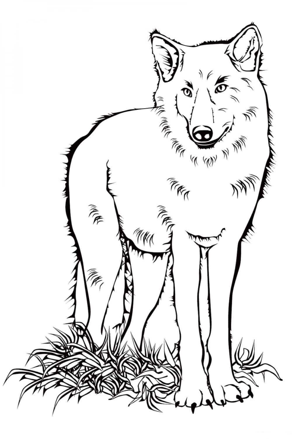 Beautiful painting of an adult wolf coloring page