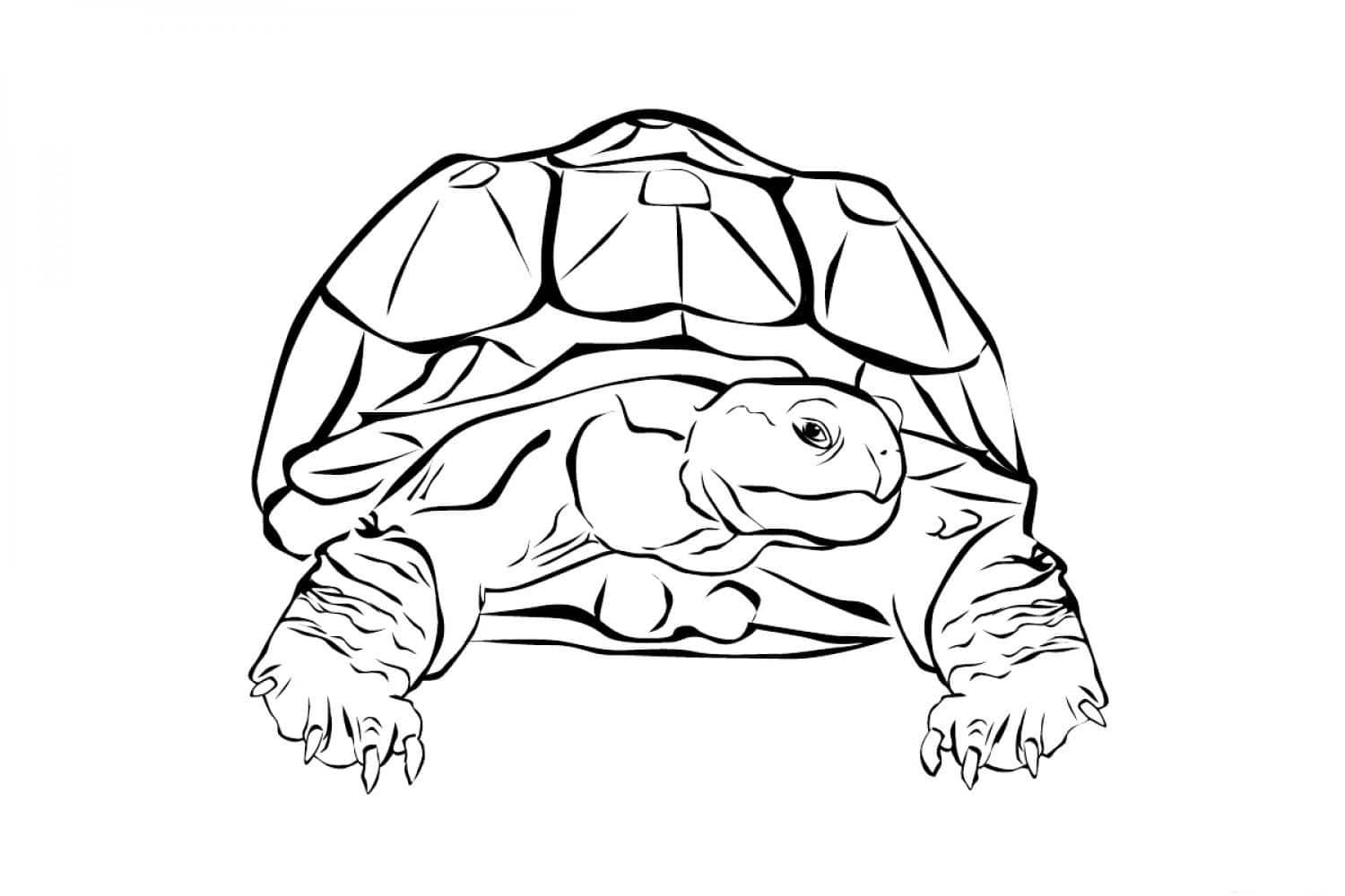 Drawing of an adult land turtle coloring page