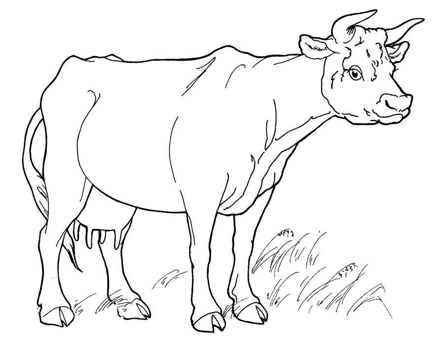 Big cow standing in the field coloring page