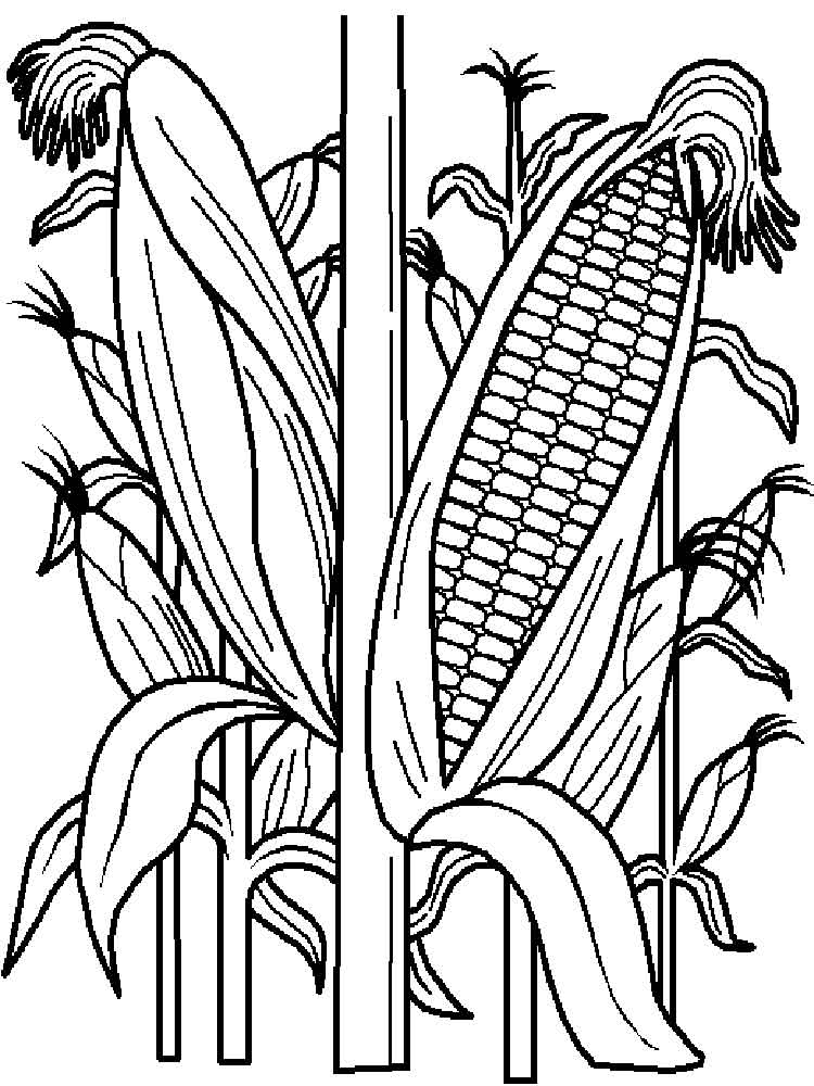 10+ How To Draw A Corn