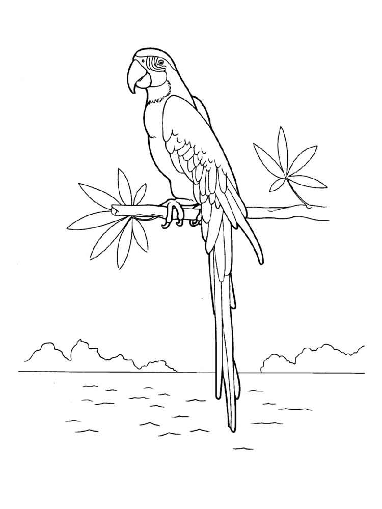 Parrot
  sitting over the sea 