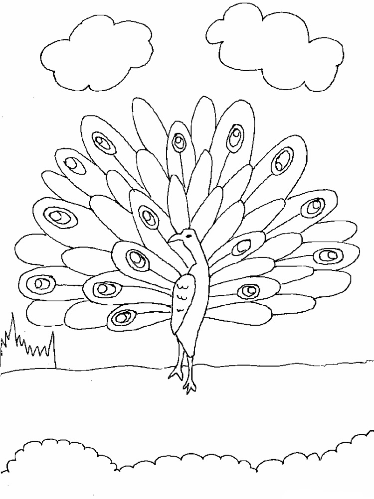 Simple drawing of a large
  peacock