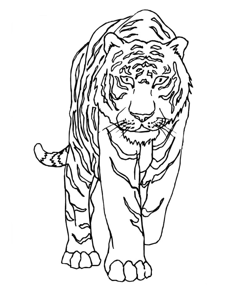 Drawing of a big tiger searching for a prey