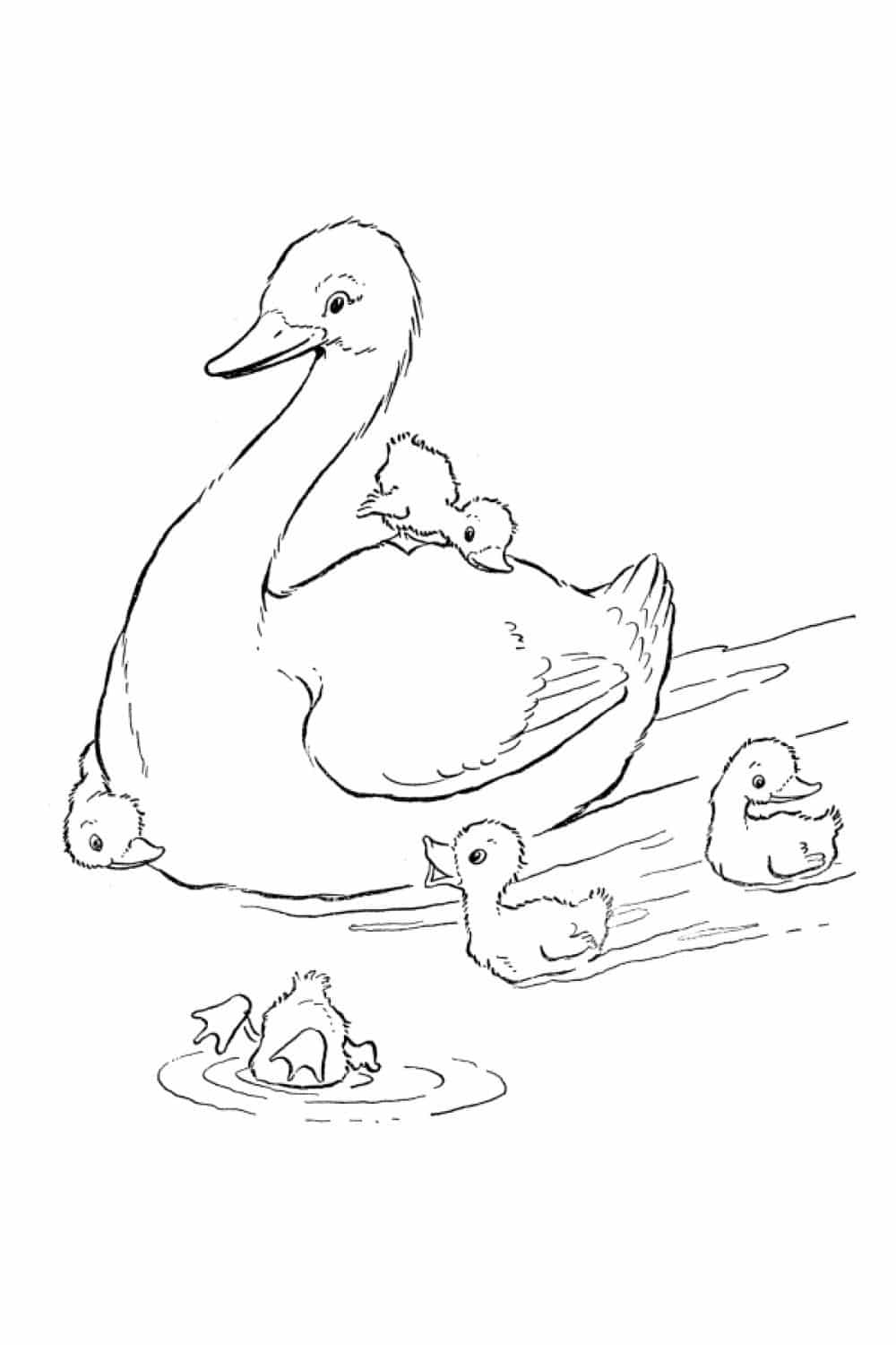 Duck
  swimming with baby ducks 